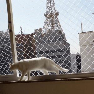 gato na janela com rede de proteção