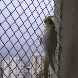 calopsita na janela com rede de proteção