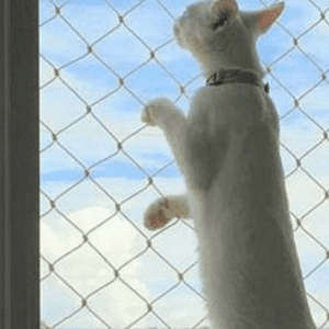 gato na janela com rede de proteção