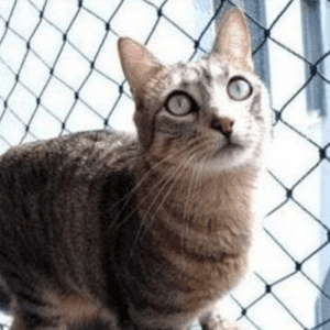 gato seguro com rede de proteção