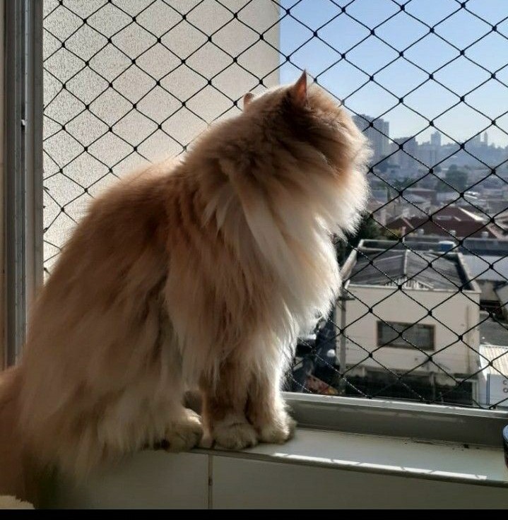 gato na janela com rede de proteção