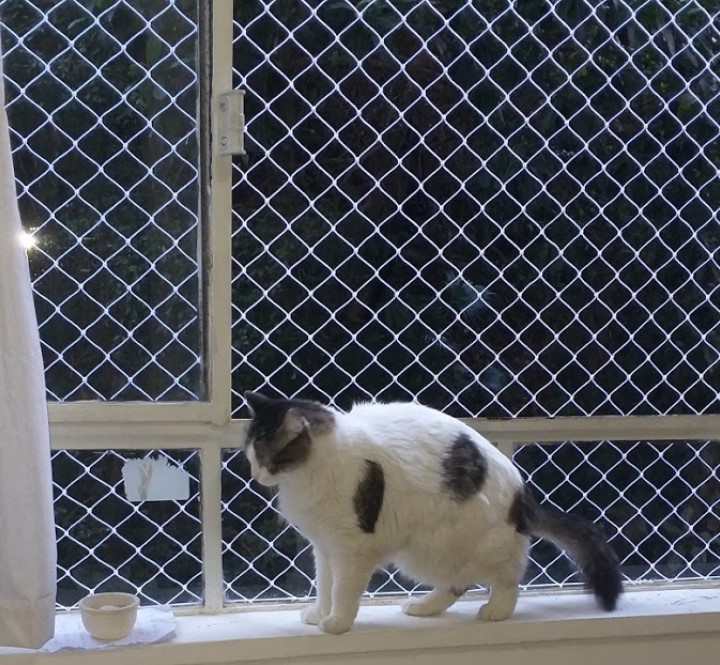 imagem de um gato na janela com rede de proteção
