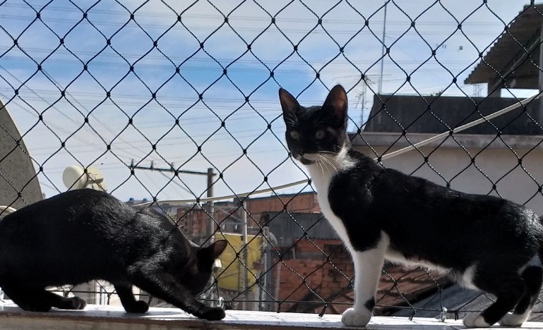 gatos na janela com rede de proteção
